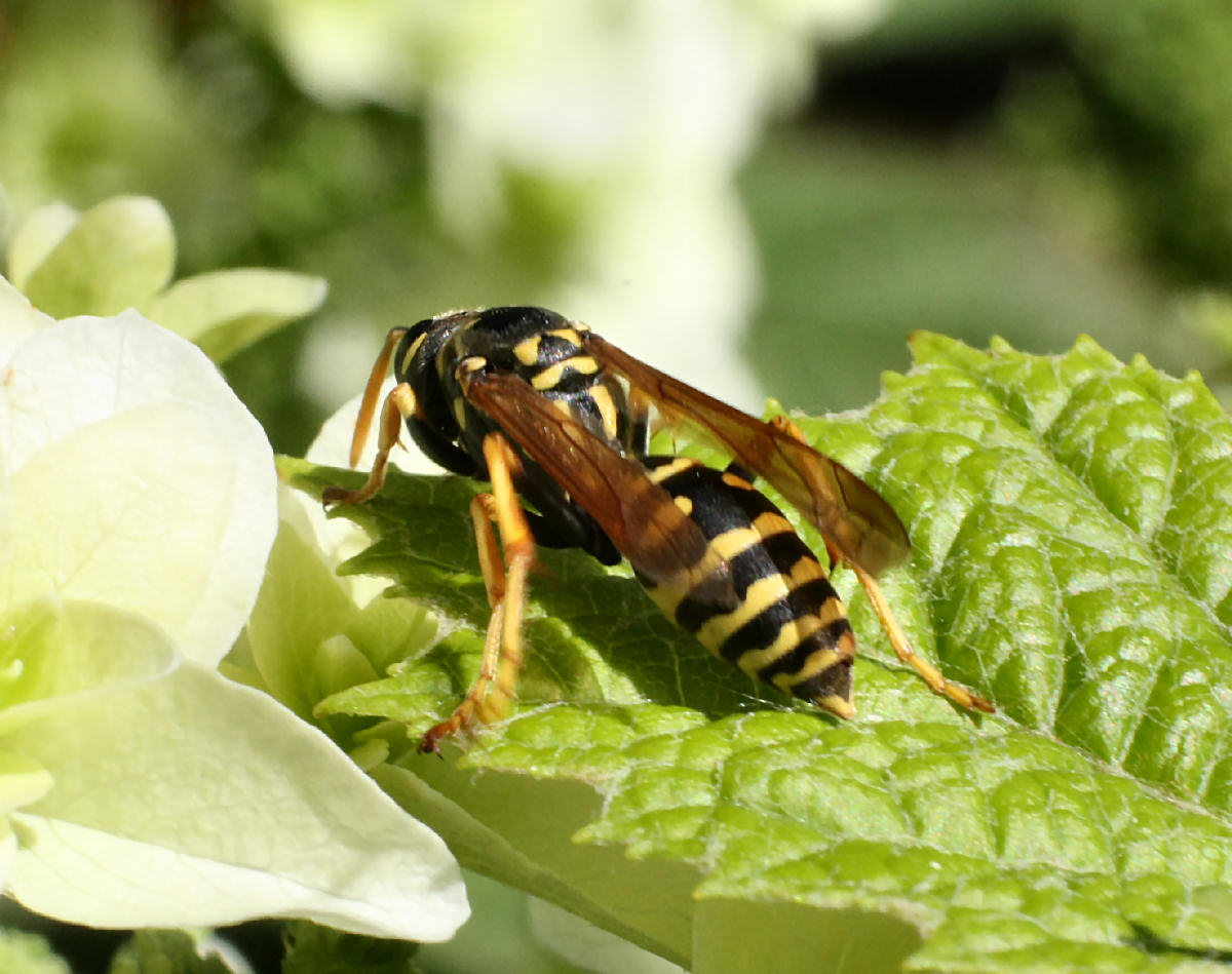 Polistes dominula